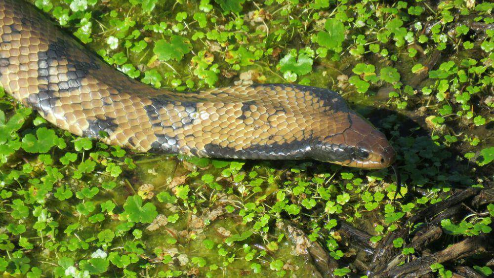 Meski terlihat mirip, sebenarnya ular kobra air palsu tak sama seperti ular kobra sejati. (inaturalist.org/patriciocowpercoles)