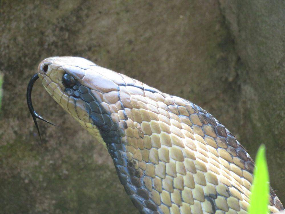 Jangan tertipu dengan postur ini. Foto ini bukan spesies ular kobra sejati (genus Naja), melainkan jenis ular lain bernama ular kobra air palsu. (inaturalist.org/patriciocowpercoles)