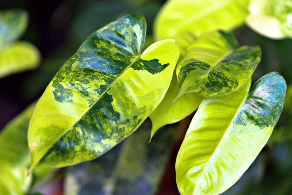 ilustrasi philodendron burle marx (pixabay.com/ignartonosbg)