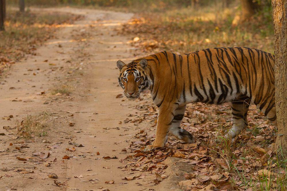 Mengenal Genus Panthera, Kucing Ganas yang Mampu Membunuh Manusia!