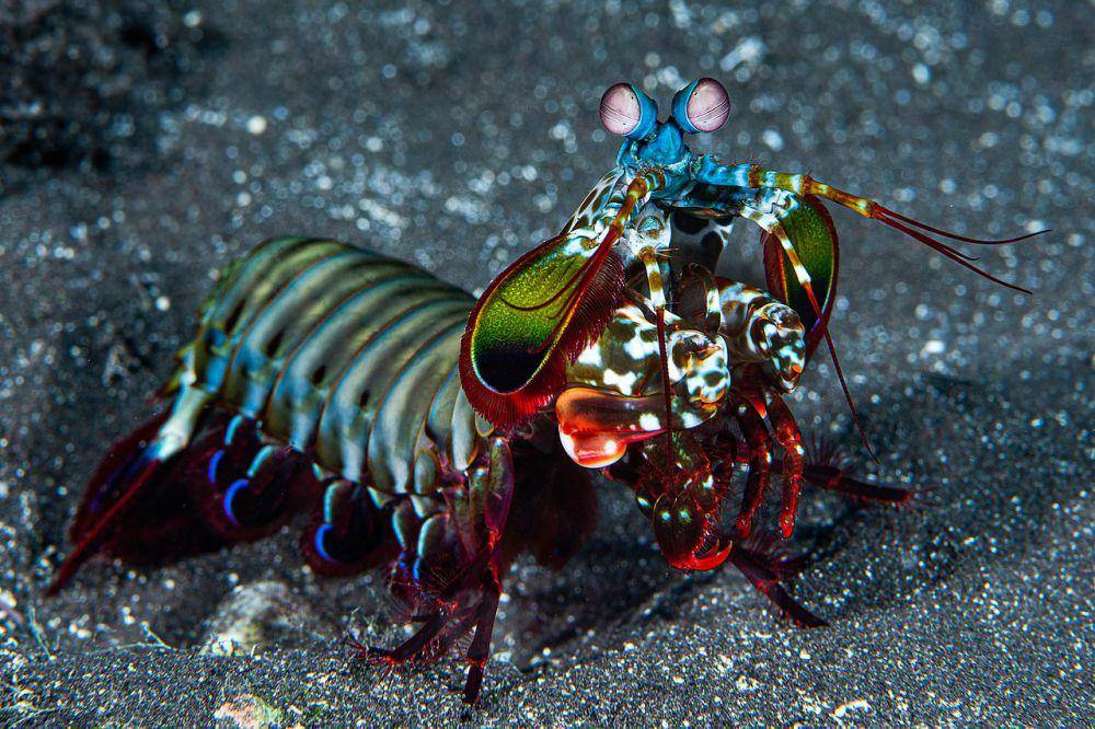 udang mantis (commons.wikimedia.org/Cédric Péneau)