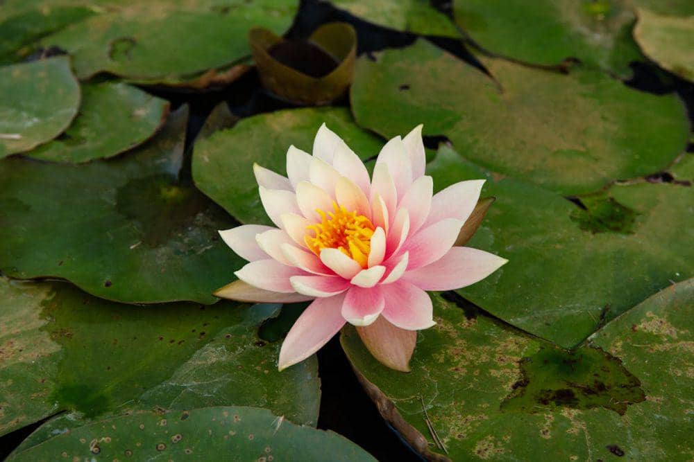 ilustrasi water lilies (pexels.com/fei wang)