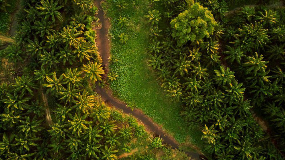 Tarif Impor AS, Ini Ancamannya Bagi Industri Sawit Indonesia