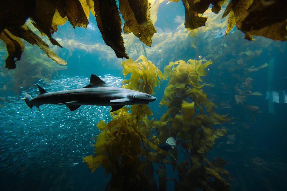 5 Fakta Kotoran Hewan Laut yang Bisa Selamatkan Dunia, Wajib Kamu Tahu