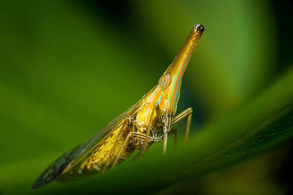 ilustrasi wereng (pexels.com/Macro Photography)
