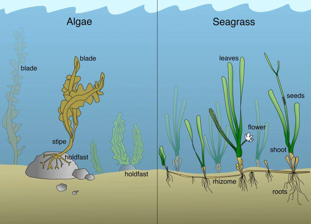perbedaan struktur tubuh rumput laut dan lamun (seagrasswatch.org)