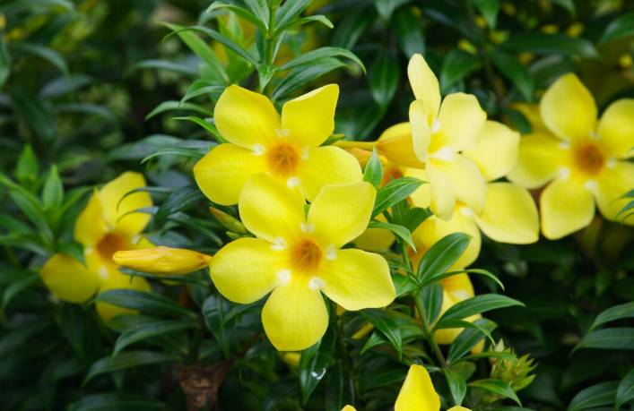 ilustrasi jasminum mesnyi (freepik.com/brgfx)