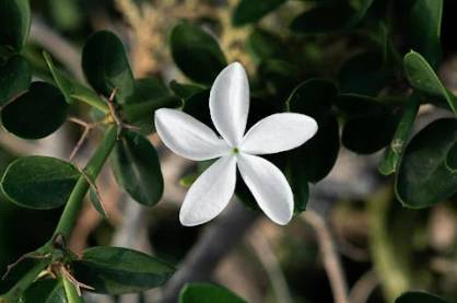 ilustrasi jasminum grandiflorum (pexels.com/Vicente Segura)