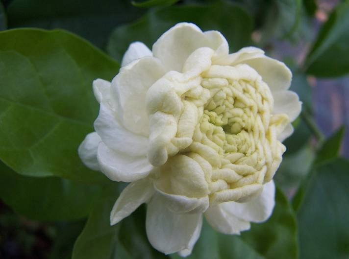 ilustrasi jasminum sambac (pixabay.com/luciabarabino)