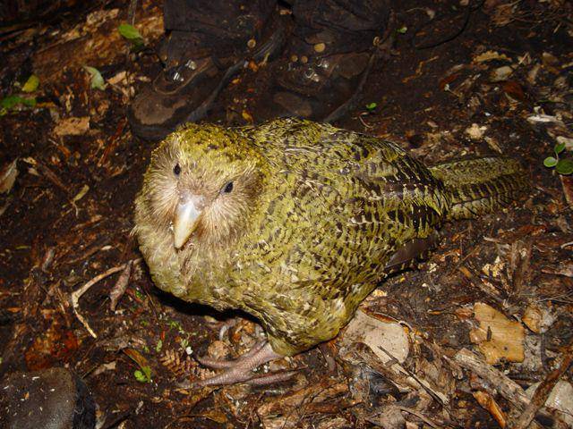 kakapo (commons.wikimedia.org/Mnolf)