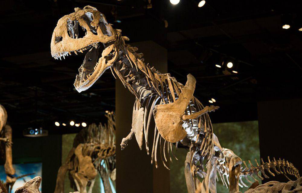 Rekonstruksi kerangka dinosaurus (commons.wikimedia.org/Matthew Deery)