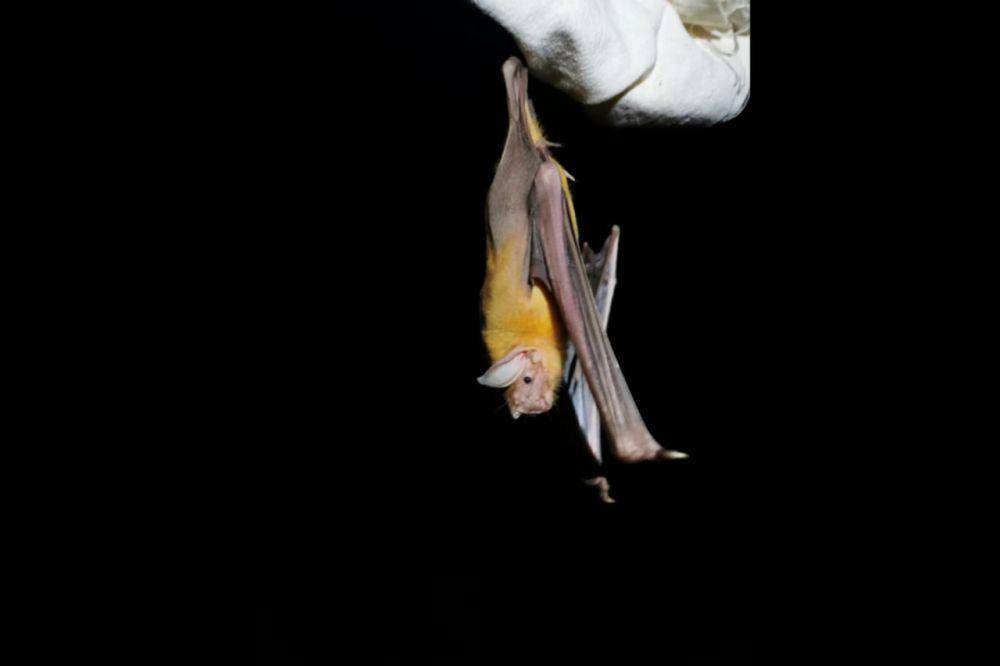 greater bulldog bat (inaturalist.org/Juan Carlos Pérez Magaña)