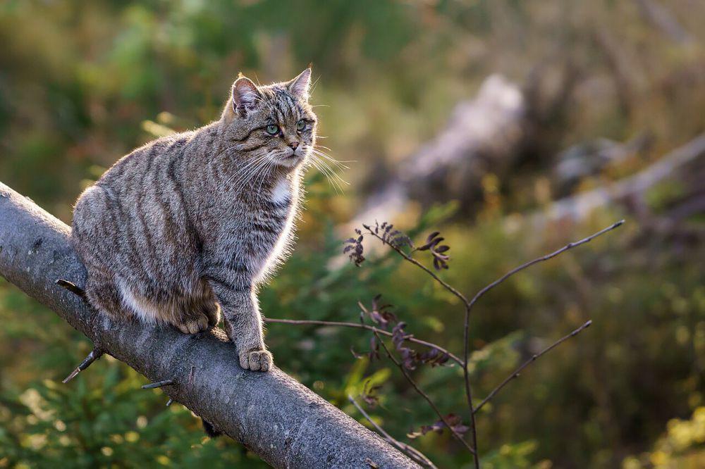 5 Perbedaan Genus Felis dan Panthera, Duo Kucing Terkenal
