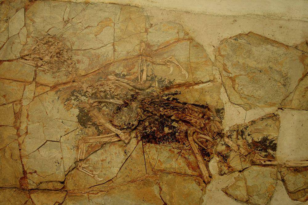 Terdapat banyak jenis dinosaurus berukuran kecil (commons.wikimedia.org/Bruce McAdam)