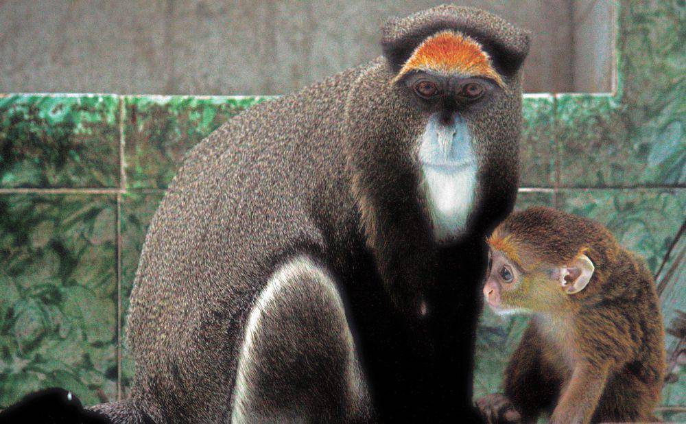 ilustrasi monyet de brazza (wikimedia.org/J. Patrick Fischer)
