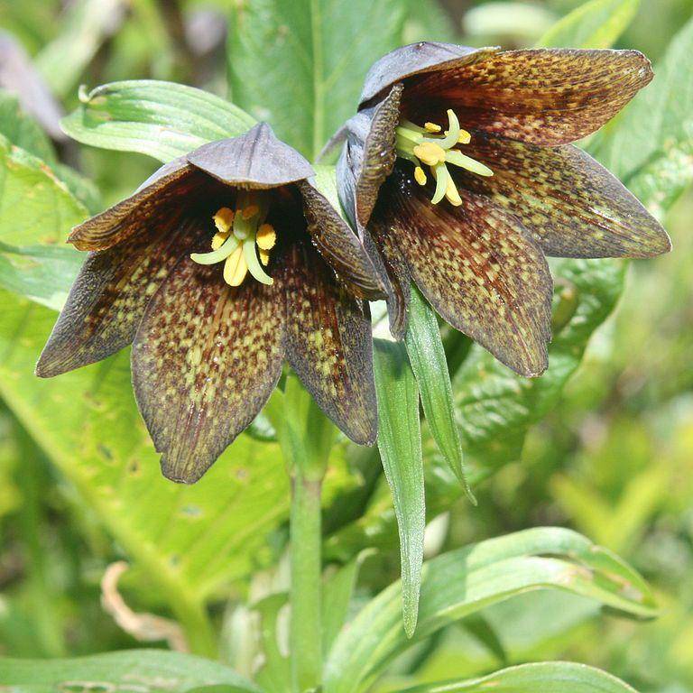 Ilustrasi bunga lili cokelat (commons.m.wikimedia.org/Alpsdake)