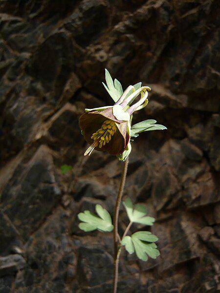 Ilustrasi bunga columbine cokelat (commons.m.wikimedia.org/Imartin6