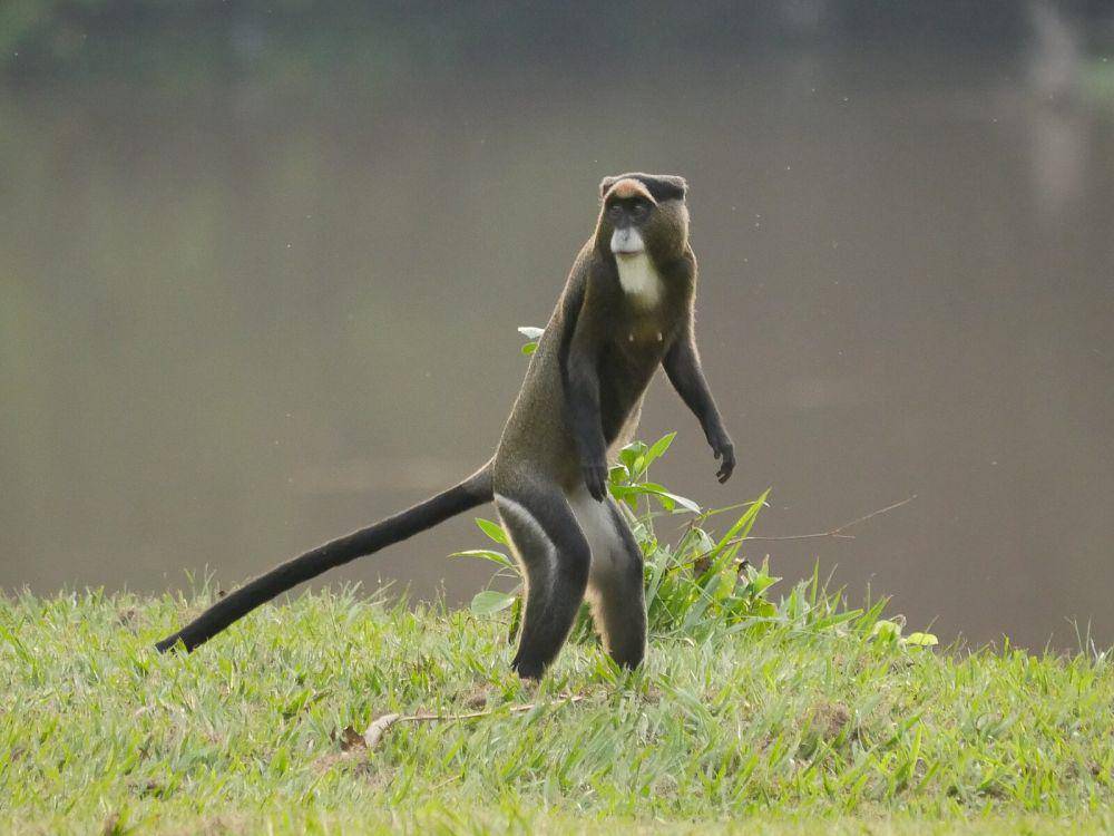ilustrasi monyet de brazza (wikimedia.org/Matt Muir)