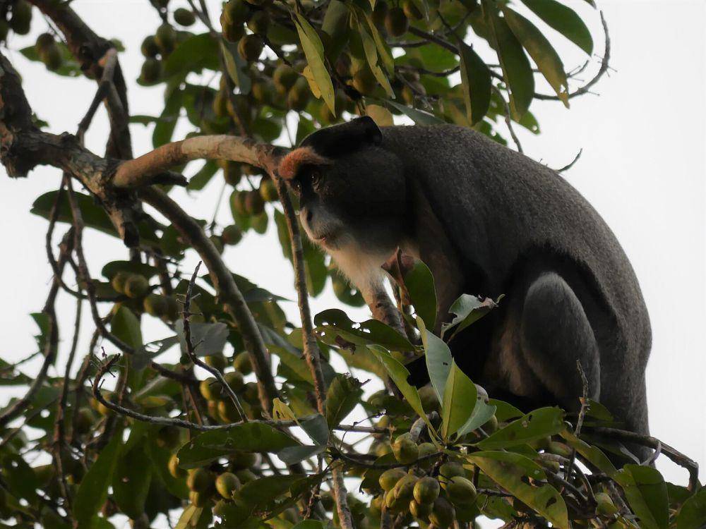 ilustrasi monyet de brazza (wikimedia.org/Matt Muir)