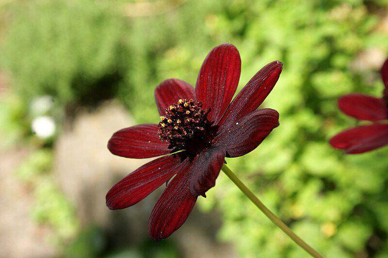 Ilustrasi bunga cosmos warna merah marun kecoklatan (commons.m.wikimedia.org/Sten)