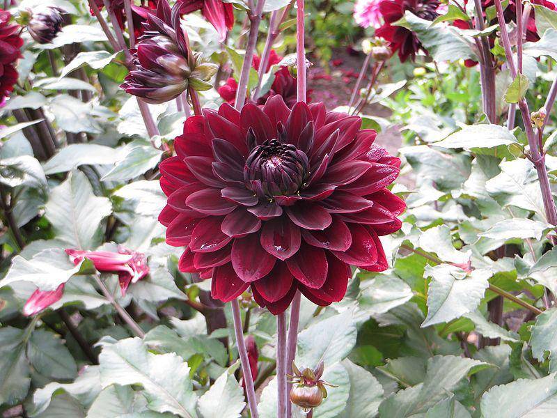 Ilustrasi bunga dahlia warna merah marun kecoklatan (commons.m.wikimedia.org/AfroBrazilian: Aleksandrs Balodis)