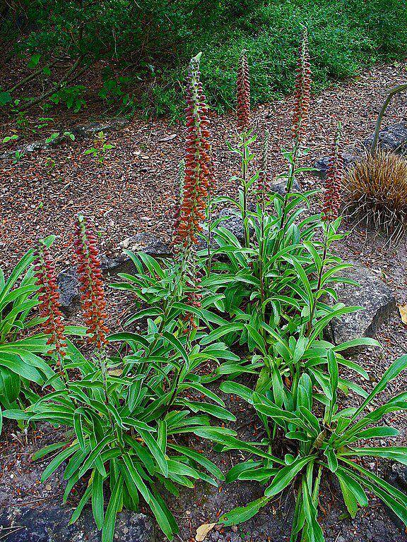 Ilustrasi Digitalis parviflora (commons.m.wikimedia.org/H. Zell)