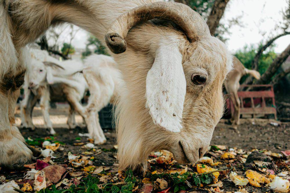 Kambing (Pexels.com/JIMMY Art)