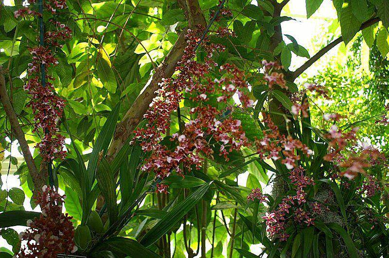 Ilustrasi bunga anggrek warna cokelat (commons.m.wikimedia.org/David J. Stang)