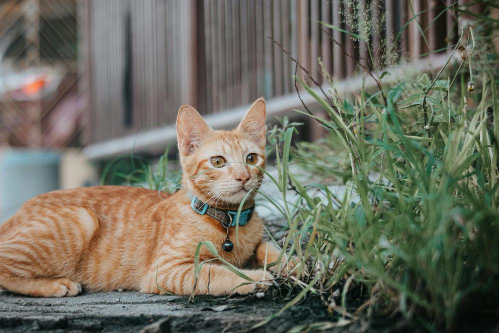 7 Panduan Aman Memakaikan Kalung Kucing Tanpa Bikin Stres