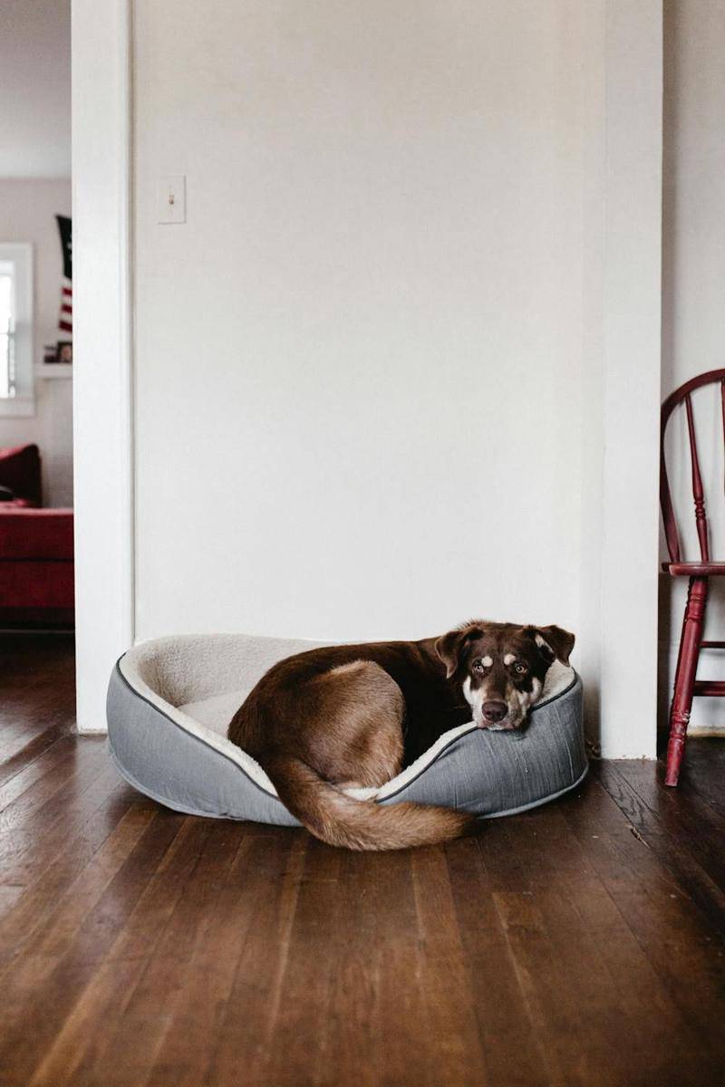 Ilustrasi tempat tidur anjing (pexels.com/Andrew Neel)