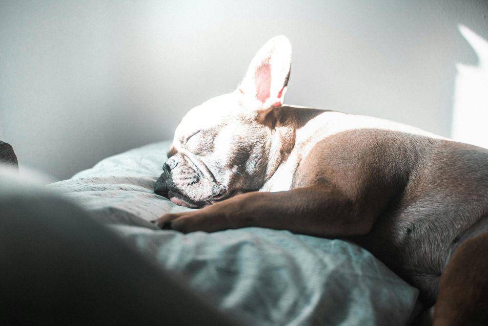 Ilustrasi tempat tidur anjing (pexels.com/Chris)