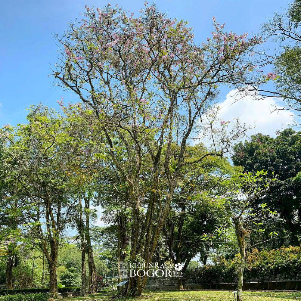 Kebun Raya Bogor (instagram.com/kebunraya_id)