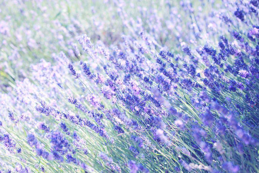 ilustrasi tanaman lavandula angustifolia (unsplash.com/Alexander Grey)