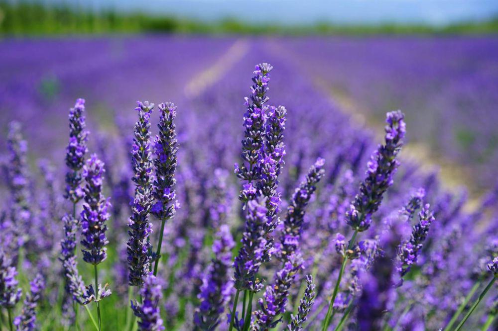 Mengenal Tanaman Lavandula Angustifolia, Tanaman Semak Aromaterapi