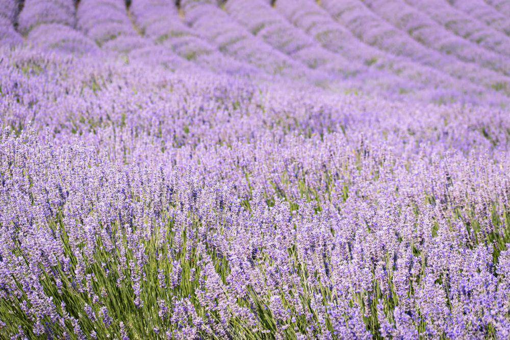 ilustrasi tanaman lavandula angustifolia (pexels.com/Nikolett Emmert)
