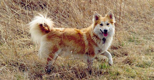 4 Spesies Anjing yang Berasal dari Skandinavia, Eksotis!