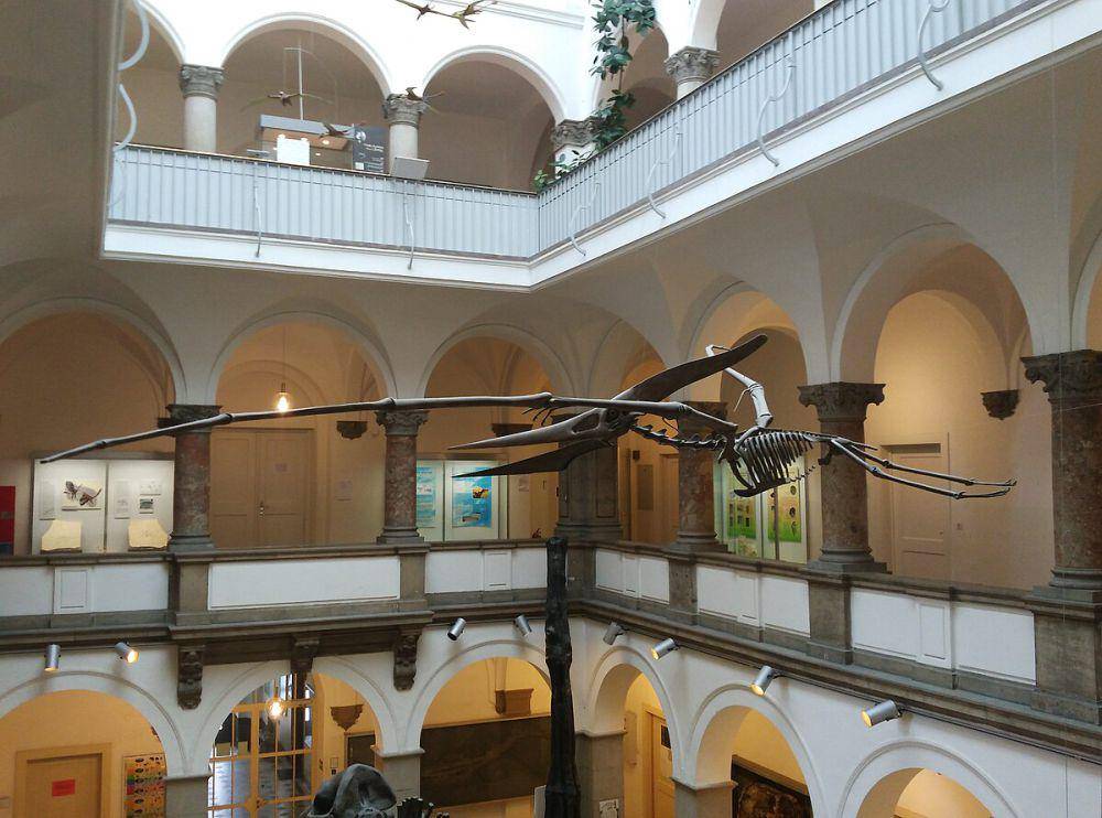 Kerangka Pteranodon di Museum Paleontologi di Munich, Jerman. (commons.wikimedia.org/ArticCynda)