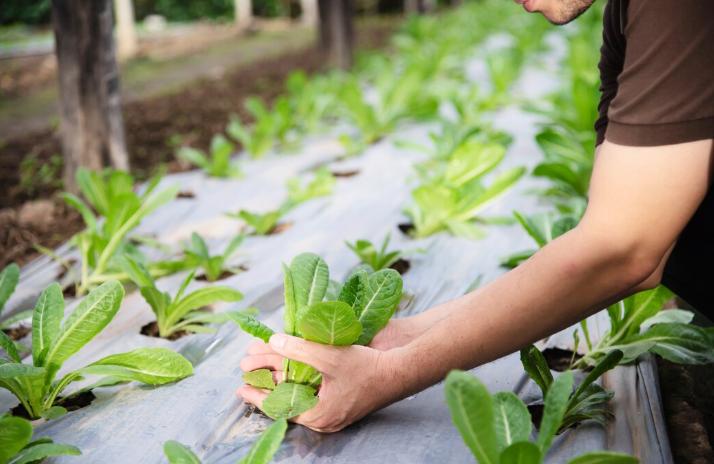 5 Jenis Mulsa yang Baik untuk Taman di Musim Hujan