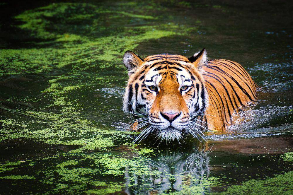 ilustrasi harimau (pixabay.com/andibreit)