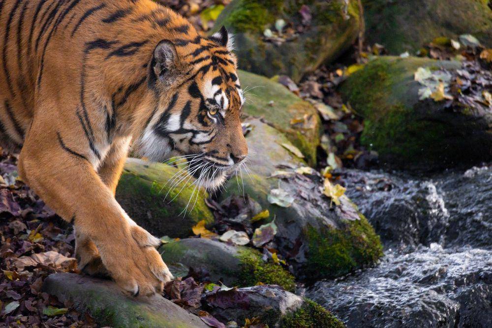 ilustrasi harimau (pixabay.com/Grey85)