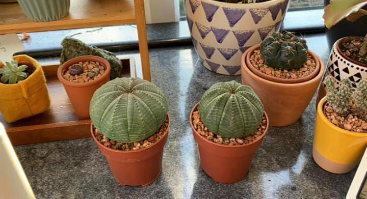 Mengenal Tanaman Euphorbia Obesa, Tetap Tumbuh di Suhu Panas 43℃