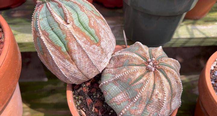 ilustrasi tanaman euphorbia obesa (youtube.com/Terra Mater Gardens)