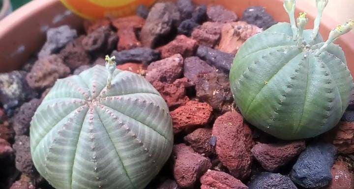 ilustrasi tanaman euphorbia obesa (youtube.com/Ana Belen Vazquez)