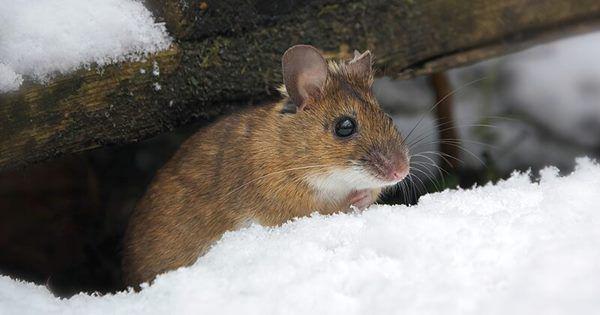 5 Fakta Unik Yellow Necked Mouse, Tikus yang Hidup di Dua Benua!