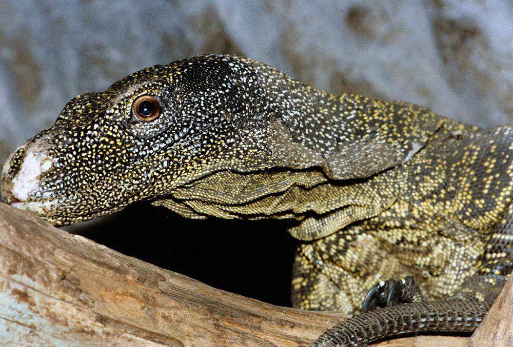Kepala Biawak Papua (biolib.cz)