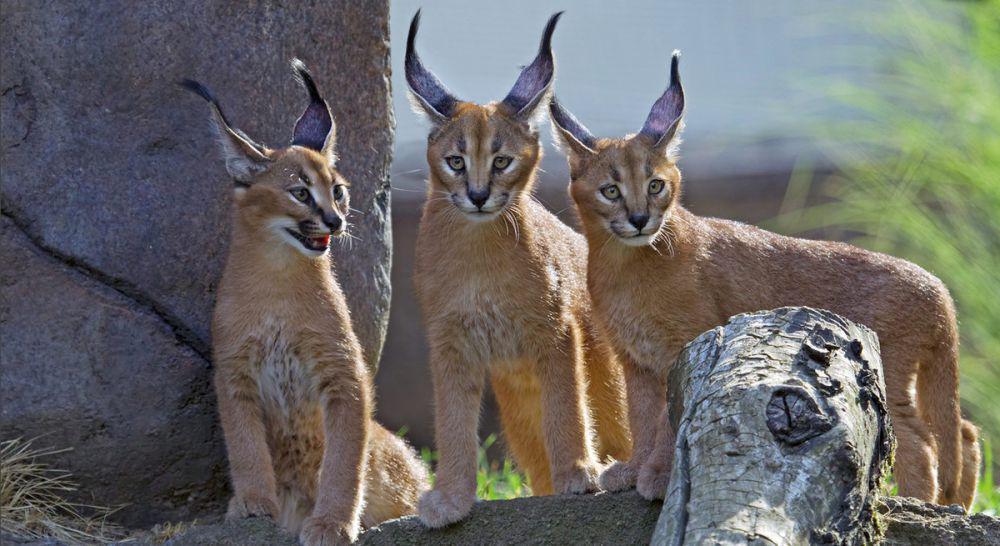 5 Fakta Kucing Caracal, Hadiah untuk Tamu dan Bangsawan
