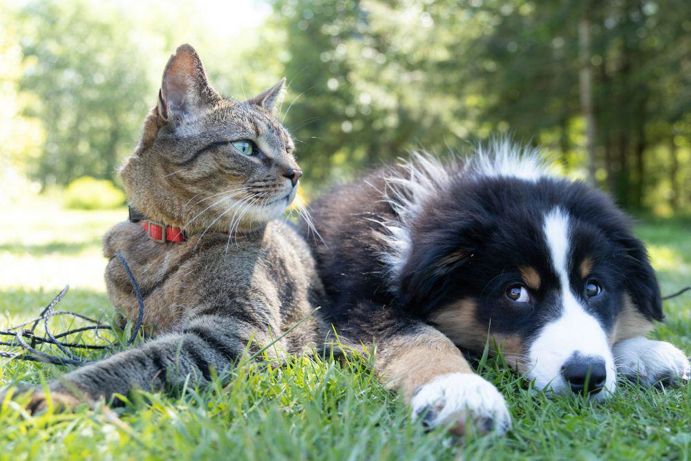 Kucing vs. Anjing, Mana yang Lebih Panjang Umur?
