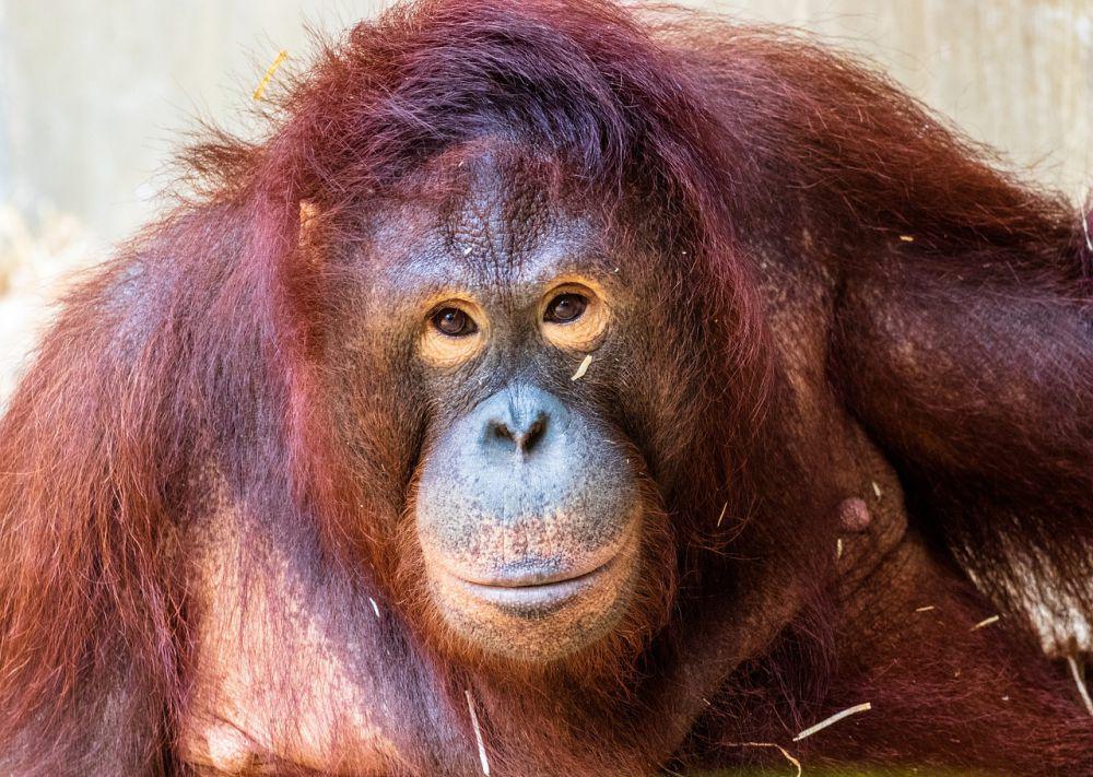 4 Fakta Unik Bibir Orang Utan, Bersifat Multifungsi