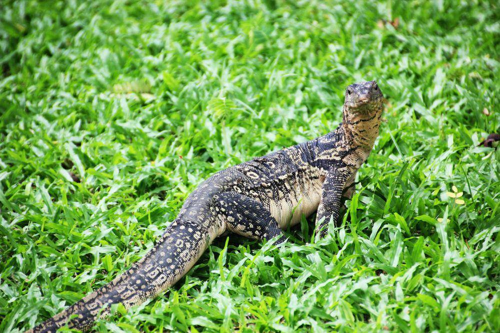 Biawak Papua (rimbakita.com)