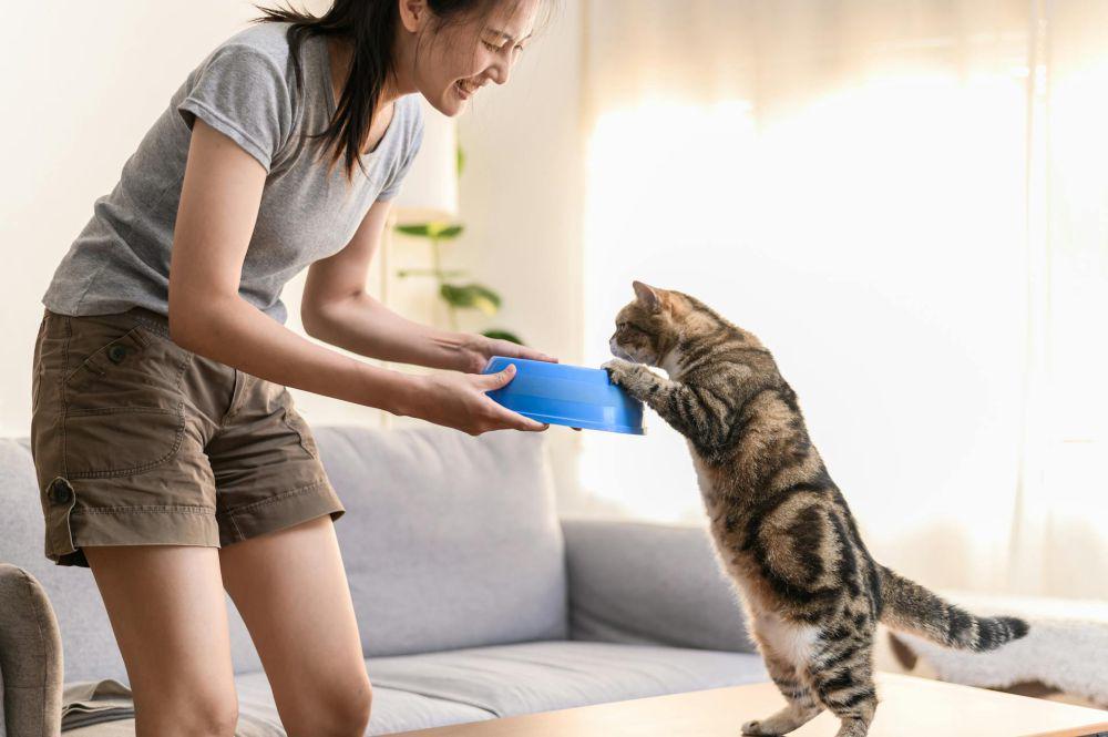 7 Kebiasaan Memberikan Makanan Kucing yang Harus Berhenti Dilakukan